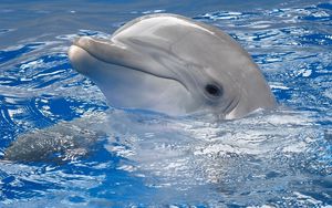 Preview wallpaper dolphin, water, swim, head