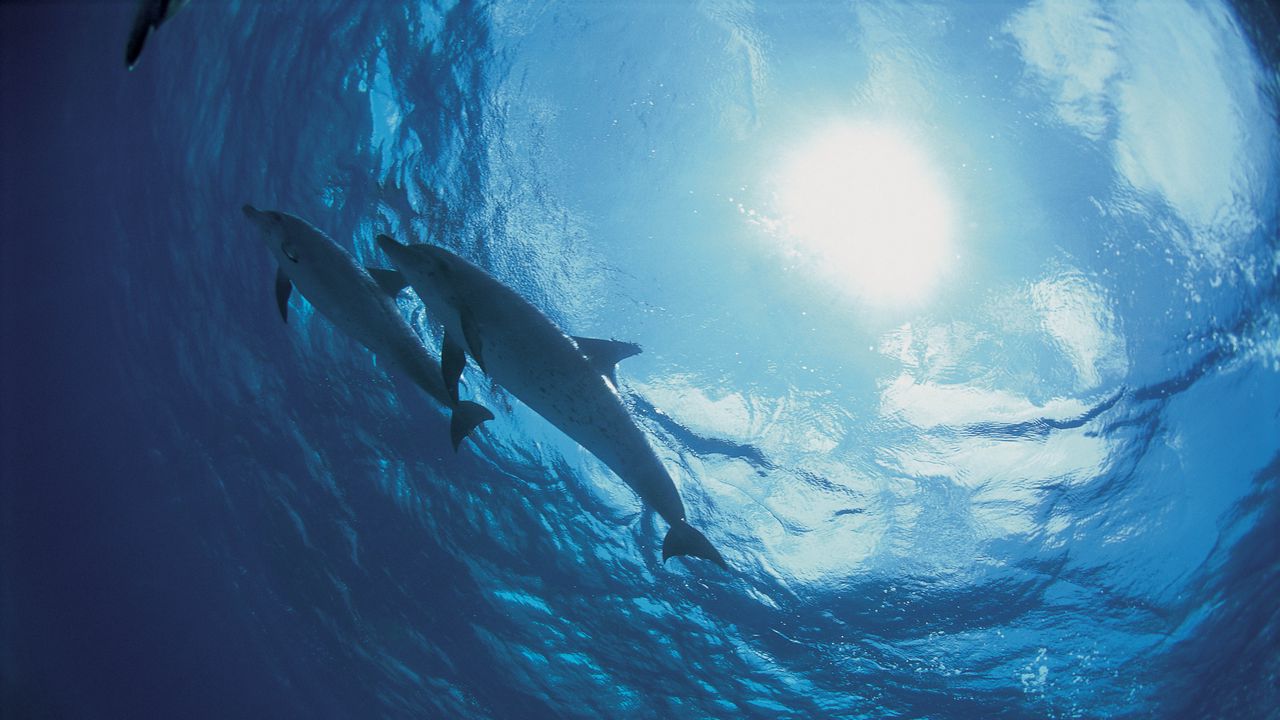 Wallpaper dolphins, bottom, ocean