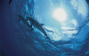 Preview wallpaper dolphins, bottom, ocean