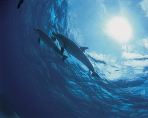Preview wallpaper dolphins, bottom, ocean