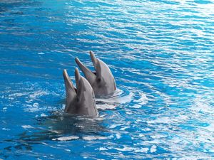 Preview wallpaper dolphins, couple, duet, water