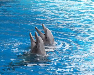 Preview wallpaper dolphins, couple, duet, water