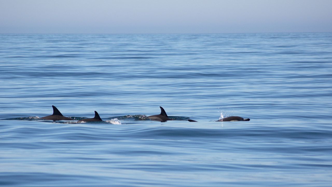 Wallpaper dolphins, fins, sea