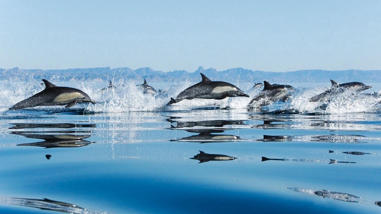 Wallpaper dolphins, flock, jump, sea, spray