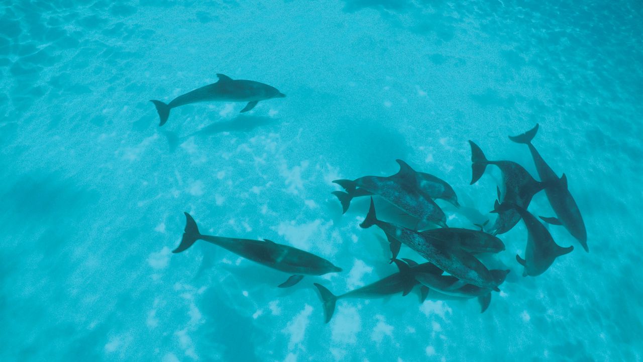 Wallpaper dolphins, flock, shoal