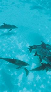 Preview wallpaper dolphins, flock, shoal