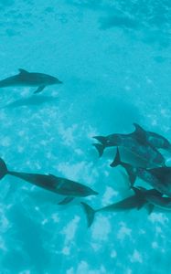 Preview wallpaper dolphins, flock, shoal