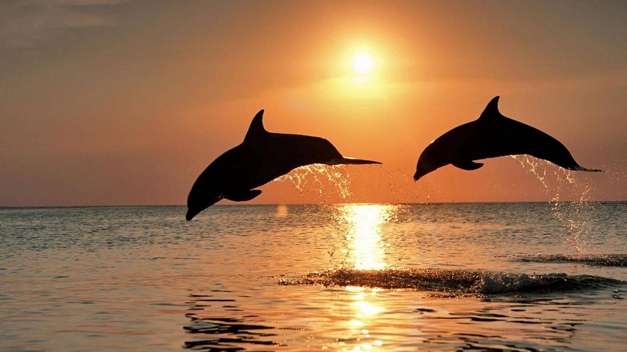 Wallpaper dolphins, jump, couple, sunset, sea