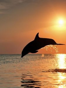 Preview wallpaper dolphins, jump, couple, sunset, sea