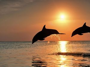 Preview wallpaper dolphins, jump, couple, sunset, sea
