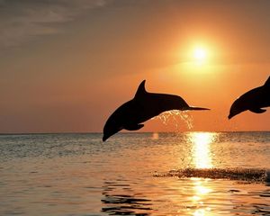 Preview wallpaper dolphins, jump, couple, sunset, sea