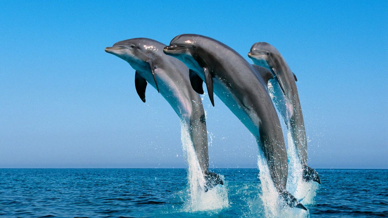 Wallpaper dolphins, jump, water, sea, spray, synchronously