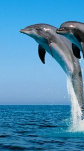 Preview wallpaper dolphins, jump, water, sea, spray, synchronously