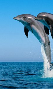 Preview wallpaper dolphins, jump, water, sea, spray, synchronously