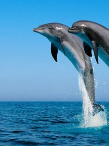 Preview wallpaper dolphins, jump, water, sea, spray, synchronously