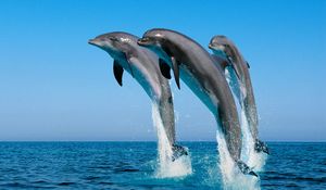 Preview wallpaper dolphins, jump, water, sea, spray, synchronously