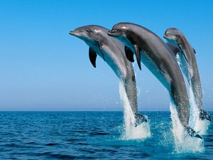 Preview wallpaper dolphins, jump, water, sea, spray, synchronously