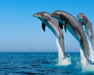 Preview wallpaper dolphins, jump, water, sea, spray, synchronously