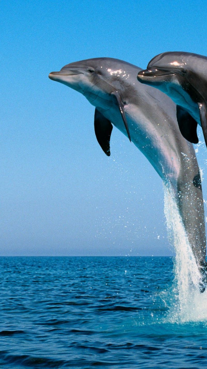 Dolphins in the underwater world blue color 640x1136 iPhone 55S5CSE  wallpaper background picture image