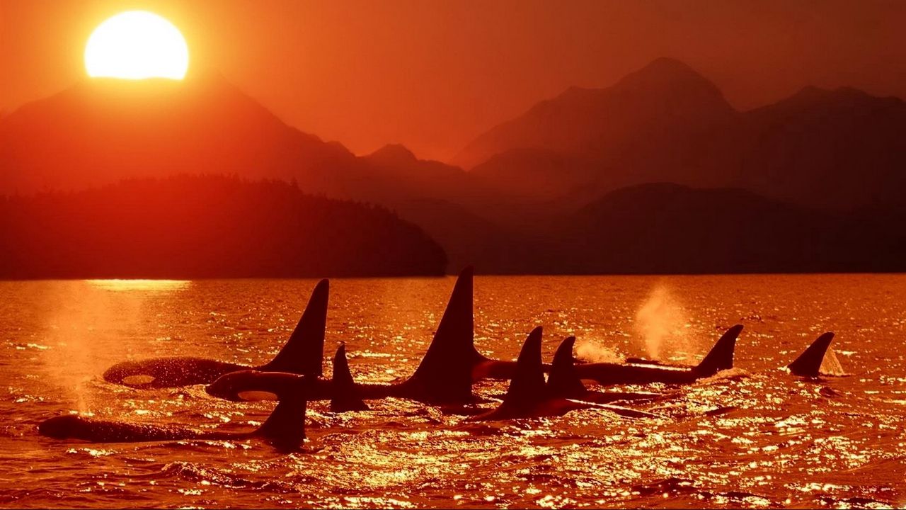 Wallpaper dolphins, killer whales, sea, sunset, sky