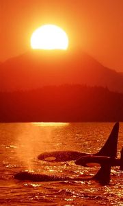 Preview wallpaper dolphins, killer whales, sea, sunset, sky