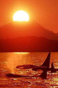 Preview wallpaper dolphins, killer whales, sea, sunset, sky