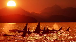 Preview wallpaper dolphins, killer whales, sea, sunset, sky