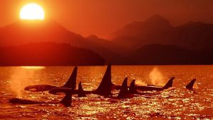 Preview wallpaper dolphins, killer whales, sea, sunset, sky