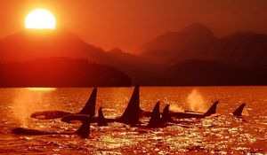 Preview wallpaper dolphins, killer whales, sea, sunset, sky