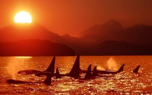 Preview wallpaper dolphins, killer whales, sea, sunset, sky