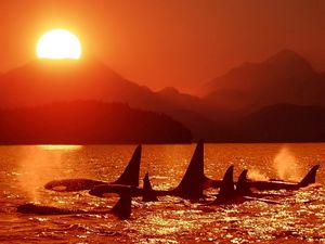 Preview wallpaper dolphins, killer whales, sea, sunset, sky