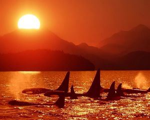 Preview wallpaper dolphins, killer whales, sea, sunset, sky