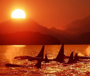 Preview wallpaper dolphins, killer whales, sea, sunset, sky