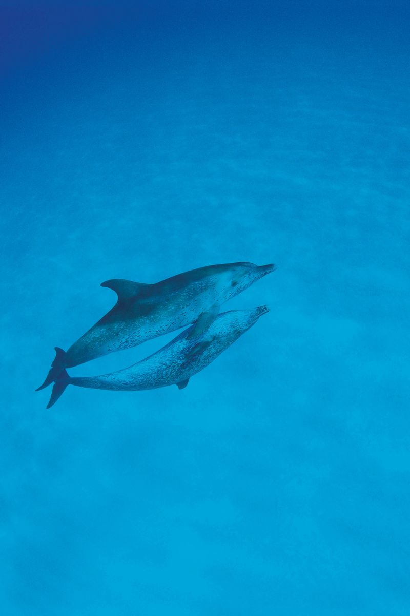 Animal Dolphin HD Wallpaper