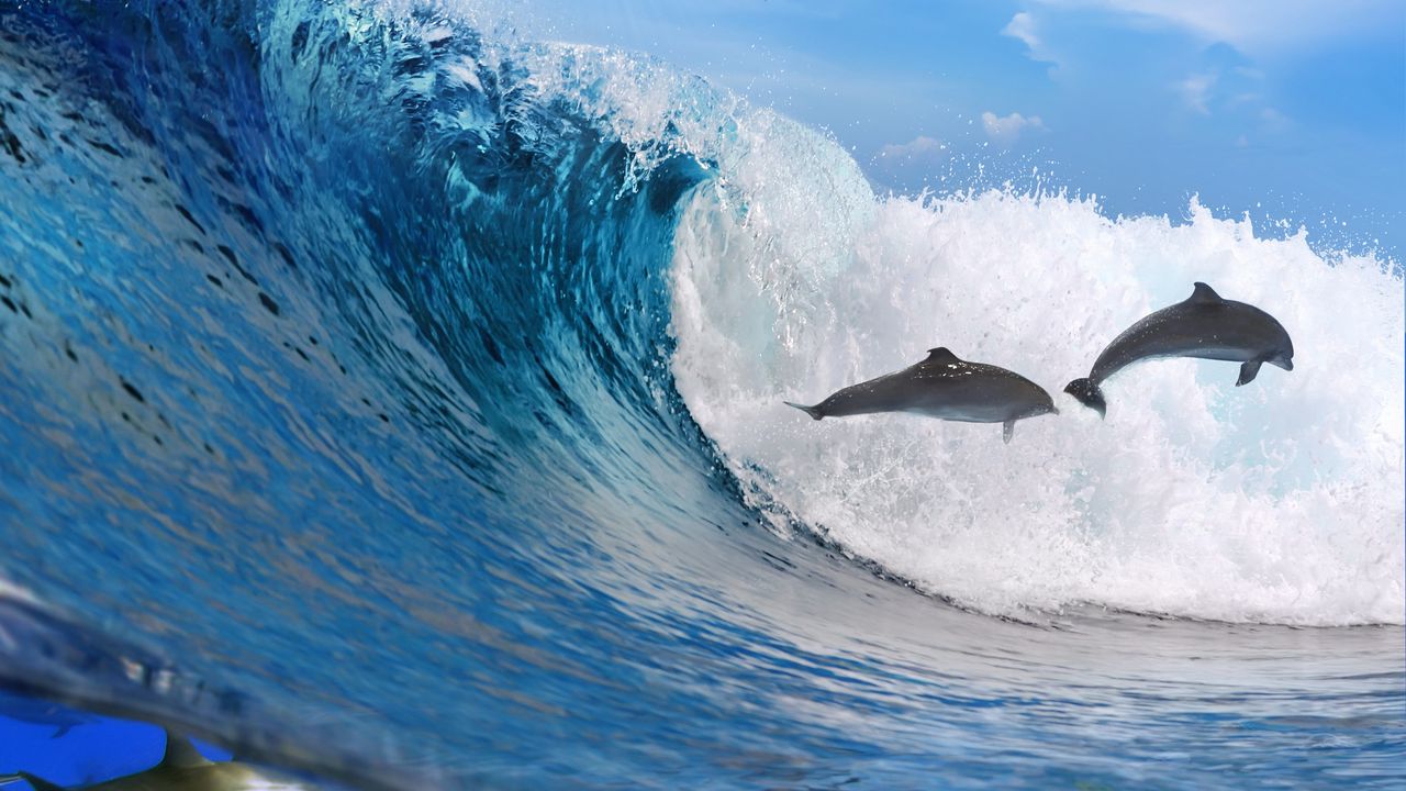 Wallpaper dolphins, ocean, wave, freedom