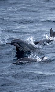 Preview wallpaper dolphins, sea, splashes, waves