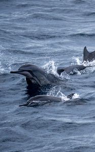 Preview wallpaper dolphins, sea, splashes, waves