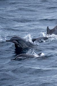 Preview wallpaper dolphins, sea, splashes, waves