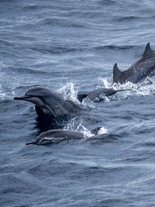 Preview wallpaper dolphins, sea, splashes, waves