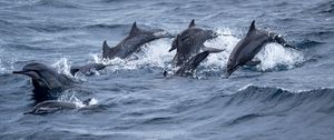Preview wallpaper dolphins, sea, splashes, waves