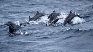 Preview wallpaper dolphins, sea, splashes, waves