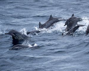 Preview wallpaper dolphins, sea, splashes, waves