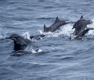 Preview wallpaper dolphins, sea, splashes, waves