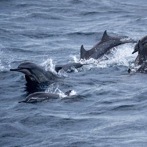 Preview wallpaper dolphins, sea, splashes, waves