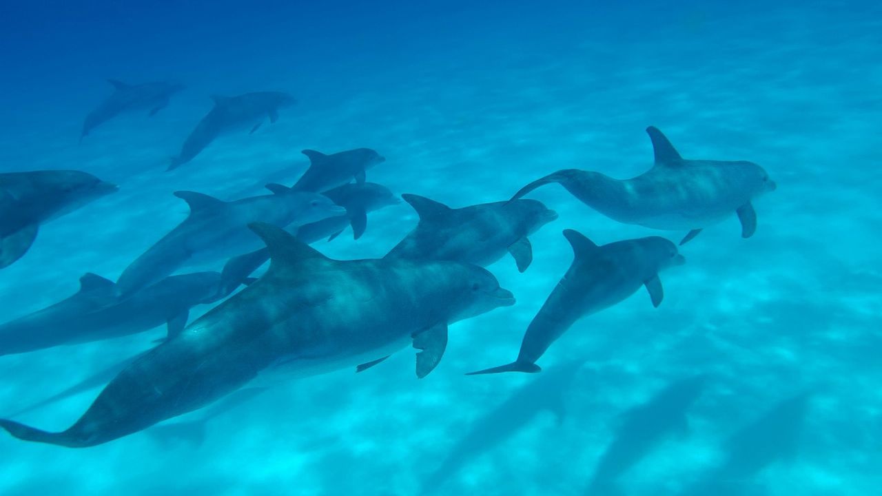 Wallpaper dolphins, sea, swim, underwater
