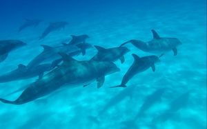 Preview wallpaper dolphins, sea, swim, underwater