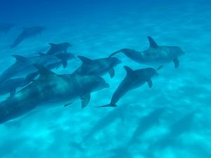 Preview wallpaper dolphins, sea, swim, underwater