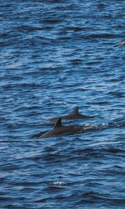Preview wallpaper dolphins, sea, waves, ripples