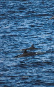 Preview wallpaper dolphins, sea, waves, ripples