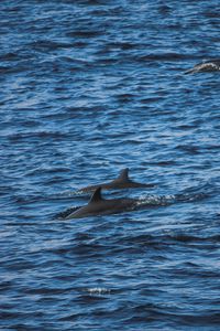 Preview wallpaper dolphins, sea, waves, ripples
